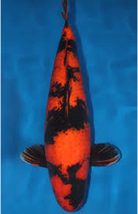 ikan-koi-showa-utsuri.jpg