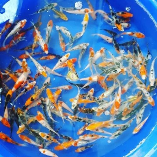 anakan ikan koi blitar
