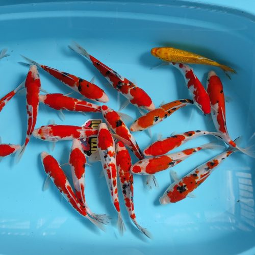 f